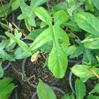 بابا آدم بلک|گل و گیاه طبیعی|شیراز, شیخ روزبهان|دیوار