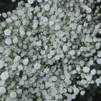 فروش گل عروس دسته پر|گل و گیاه طبیعی|اراک, |دیوار