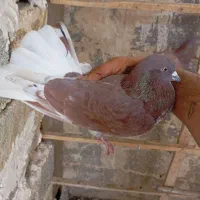 کفترپرشی|پرنده|باغستان, |دیوار