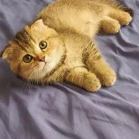 اسکاتیش بلک گلد