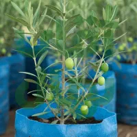 نـهاـل گــردـو پیوندی با ضمانت کیفیت|خدمات باغبانی و درختکاری|مراغه, |دیوار