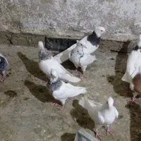 طوقی|پرنده|دهدشت, |دیوار