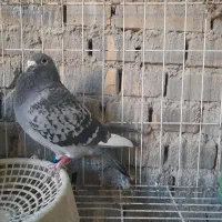 بازرگان نشسته|پرنده|باوی, |دیوار