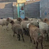 میش جوان ابسته