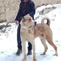 حیوان سگ