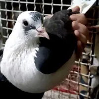 ماده پشت سیاه شهری