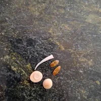 سنگ زیبا قیمتی|کلکسیون اشیاء عتیقه|شیراز, شهرک امام حسن|دیوار