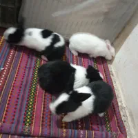 خرگوش|موش و خرگوش|آزادشهر, |دیوار