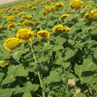 باسلام-اجاره-هفت-هکتار-ونیم-زمین-آبی-با-چاه-برقی