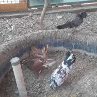 کبوتر سالم سرحال|پرنده|چاف و چمخاله, |دیوار