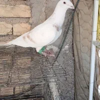 کرم پلاکی|پرنده|شیراز, زیباشهر|دیوار