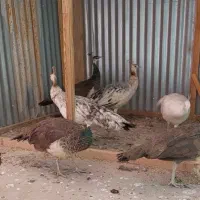 مرغ و خروس زینتی|حیوانات مزرعه|خمینی‌شهر, |دیوار