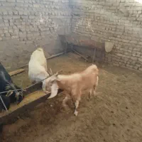 مایل به معاوضه نیستم|حیوانات مزرعه|رشتخوار, |دیوار