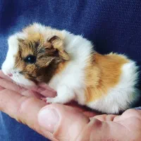 خوکچه هندی بهترین حیوون خانگی دوستداشتنی