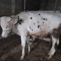 گوساله نر سیمینتال