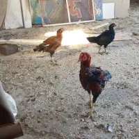 مرغ محلی خروس لاری اصیل مرغ برهما مرغ لاری