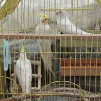 عروس هلندی|پرنده|بندر ترکمن, |دیوار