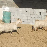 دوعدد بز جوان|حیوانات مزرعه|دهق, |دیوار