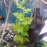 گیاه آکواریومی