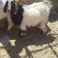 پنجتا بزغاله ماده کلات مورموری