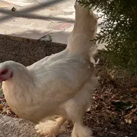 نیمچه برهما|حیوانات مزرعه|اصفهان, جلفا|دیوار