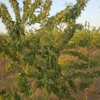 نهال|خدمات باغبانی و درختکاری|محمدیه-قزوین, |دیوار