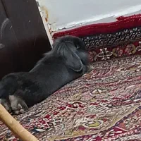 خرگوش لوپ|موش و خرگوش|زرند, |دیوار