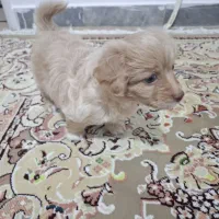 توله سگ نژاد خارجی مالتیپو