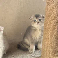 بچه گربه ها با تحویل حضوری در اهواز|گربه|رامهرمز, |دیوار