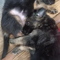 توله ژرمن با کیفیت