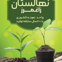 سرو نقره ای|گل و گیاه طبیعی|ساری, |دیوار