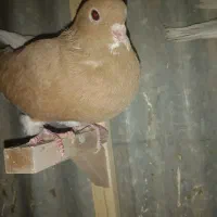 شهری|پرنده|شیراز, دشت چنار|دیوار