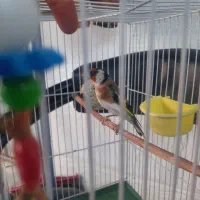 سهره چهارگل نردرشت آروم بخون|پرنده|تایباد, |دیوار