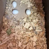 طوطی عروس مولدبشرط باقفس ولانه وسایل|پرنده|اقبالیه, |دیوار