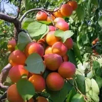 باغبانی. صفرتاصداجرای باغبانی درخت کاری هرس سمپاش