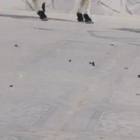 برهنر|حیوانات مزرعه|هامون, |دیوار