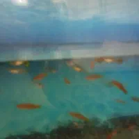 ماهی. گوپی. ماهی دم شمشیری|ماهی|کاشمر, |دیوار