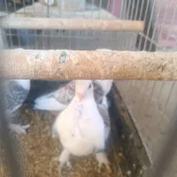 کبوتر ساتن طاووسی