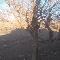 خرید انواع چوب چنارکاج توت..قطع درخت هرس و برش|خدمات باغبانی و درختکاری|مشهد, آیت الله کاشانی|دیوار