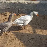 یک جفت غاز خوب و یک جفت اردک|حیوانات مزرعه|جم, |دیوار