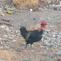 خروس ملریت