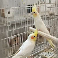 عروس جفتگاه