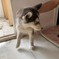 توله سگ|سگ|مشهد, استاد یوسفی (شهرک غرب)|دیوار