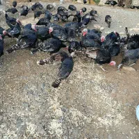 فروش بوقلمون محلی|حیوانات مزرعه|کامیاران, |دیوار