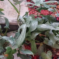 گیاه مقاوم و رونده پنجه کلاغی|گل و گیاه طبیعی|قم, چهل درخت‎|دیوار
