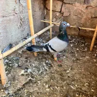 ساده امری و سبز