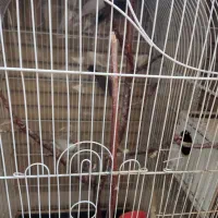 فنچ نرگسی|پرنده|مشهد, زمرد|دیوار