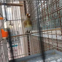 قفس سهره نر مرغ عشق عروس هلندی قناری|لوازم جانبی حیوانات|قرچک, مهدیه|دیوار