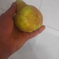 هیوا|خدمات باغبانی و درختکاری|بکتاش, |دیوار