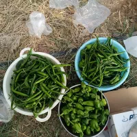 فلفل شیرین